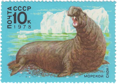 Морской слон южный. Сайт про зверей - ZveroSite.ru