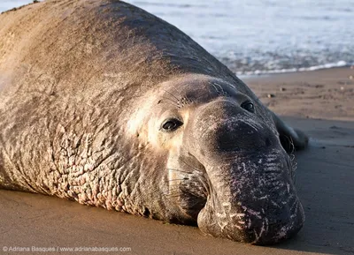 Морской слон-животное в океане.» — создано в Шедевруме