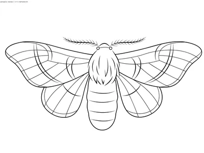 Раскраска Мотылек | Раскраски бабочек. Рисунки бабочек, картинки бабочек