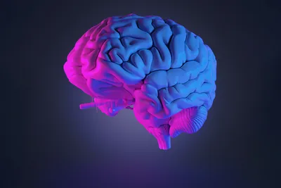 мозг реальный стоковое изображение. изображение насчитывающей соединение -  146097