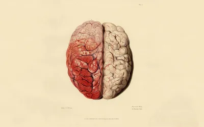 У человека маленький мозг в голове Иллюстрация штока - иллюстрации  насчитывающей иллюстрация, неврология: 163881226