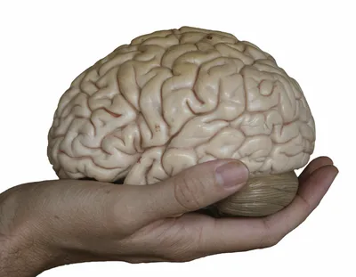У меня мозг сломался!» Почему так бывает и как его починить? Объясняет —  когнитивный невролог | Sobaka.ru