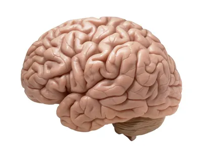 Мозг Головной Мозг Анатомия — стоковые фотографии и другие картинки Мозг  человека - Мозг человека, Полушарие, Анатомия - iStock