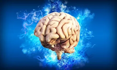 Мозг и интеллект: размер не имеет значения?
