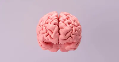 Наш пустой мозг или Почему человеческий мозг не работает как компьютер?