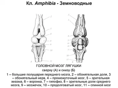 Создание цифровой копии мозга: к чему привел десятилетний проект | РБК  Тренды