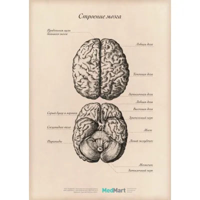 Изображение мозга и силуэт человеческого профиля. Мозг и фантазии детей.  Asmr триггеров.. Иллюстрация вектора - иллюстрации насчитывающей  физиология, людск: 182015949
