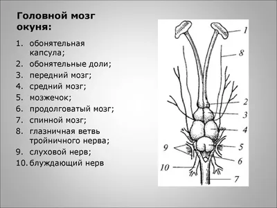 Мозг 3d визуализации коллекции черно-белого цвета изолированы | Премиум Фото