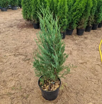 Можжевельник чешуйчатый Блю Свид (Juniperus squamata Blue Swede) С7,5 —  Питомник Летний сад