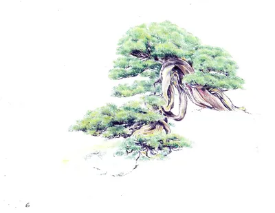 Изображение Можжевельника обыкновенного на заснеженном фоне