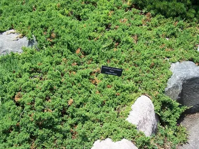 Фотография можжевельника на зеленом фоне