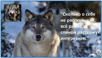 Идеи на тему «Мудрость волка.» (110) | мудрость, мудрые цитаты, правдивые  цитаты