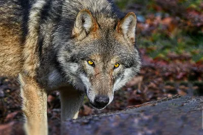 Мудрый волк: 5 правил выживания в дикой природе» — создано в Шедевруме