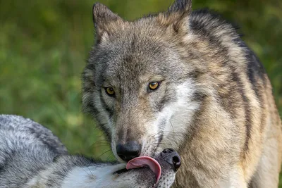 Как меняется жизнь волка весной: 5 интересных фактов о «санитаре леса» |  Приключения натуралиста | Дзен