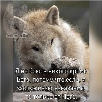 Картинки с волками, цитаты и многое другое. | ВКонтакте