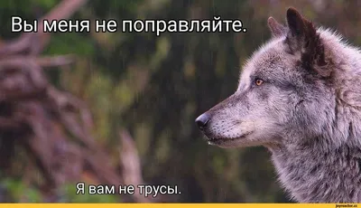 Мудрость Волка | ВКонтакте