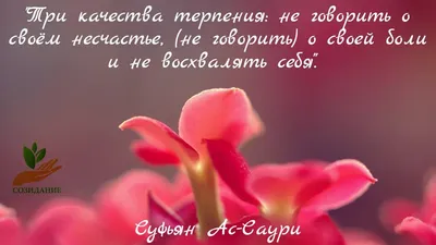 Мудрость: истории из жизни, советы, новости, юмор и картинки — Лучшее |  Пикабу