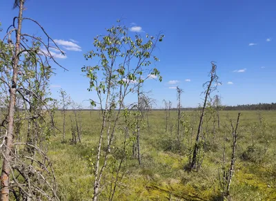 Фото: Гора Воттоваара 417 метров, горная вершина, Республика Карелия, Муезерский  район, Суккозерское сельское поселение — Яндекс Карты