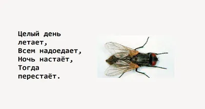 окрашивание насекомого для детей. смешная муха в стиле мультфильма.  трассировка точек и цвет изображения Иллюстрация вектора - иллюстрации  насчитывающей логос, икона: 226086508