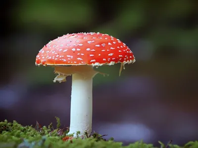 Мухомор красный (Amanita muscaria) – Грибы Сибири