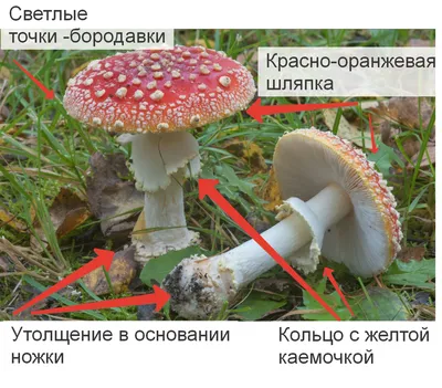 Мухомор Цезаря • Татьяна Натальина • Научная картинка дня на «Элементах» •  Микология