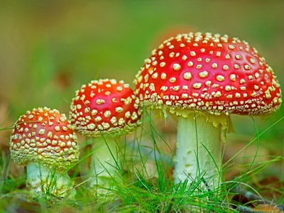 Мухомор красный - описание и род грибов | Семейство, тип питания и где  растет