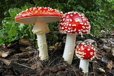 File:Мухомор (Amanita muscaria).jpg - Wikimedia Commons