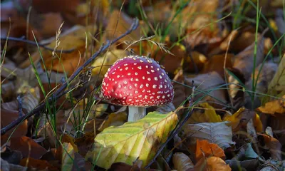 Купить Мухомор сушеный Пантерный шляпки, молотые (Amanita Pantherina) в  интернет магазине PsiTown, мы доставим Мухомор Пантерный, крошку (Amanita  Pantherina) в любую точку России и Планеты