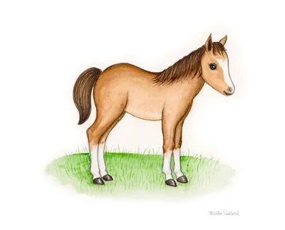 В США вывели породу «мультяшных» лошадей
