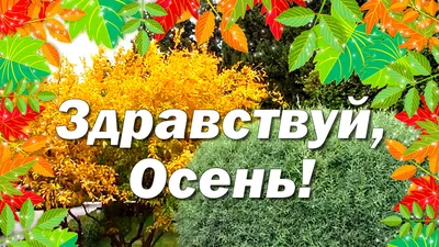 Мультяшный Дерево В Осень — стоковая векторная графика и другие изображения  на тему Без людей - Без людей, Бессмысленный рисунок, Дерево - iStock