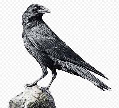 мультяшная ворона