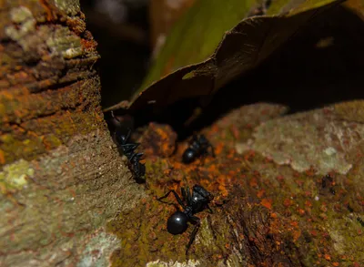 Нарисованный муравей - 67 фото