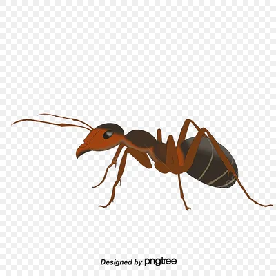 красивые картинки :: муравей :: живность :: насекомые / картинки, гифки,  прикольные комиксы, интересные статьи по теме.