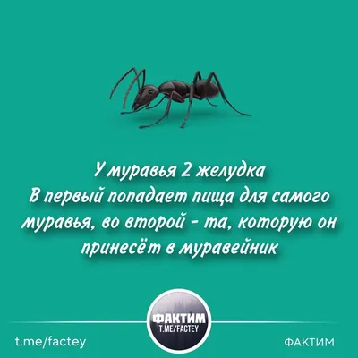 Soldier Ant / муравей :: насекомые :: макросъемка / смешные картинки и  другие приколы: комиксы, гиф анимация, видео, лучший интеллектуальный юмор.