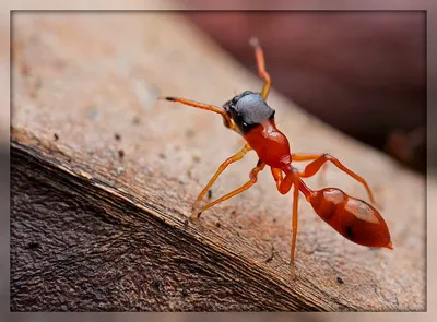 Самые ядовитые насекомые в мире ! | natural world | Дзен