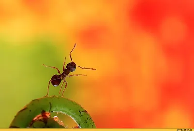 Стрекоза и муравей: истории из жизни, советы, новости, юмор и картинки —  Все посты | Пикабу