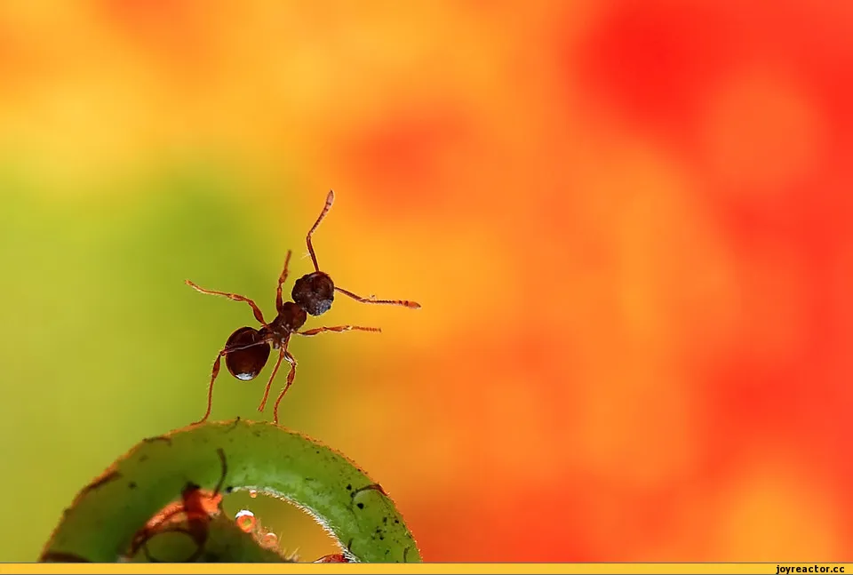 Муравьев спасибо жизнь. Муравьи картинки для презентации. Муравьи общественные насекомые. Фон для презентации про муравьев. Муравьи трудятся.
