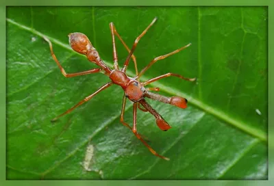 муравьи на темной земле с красными глазами, муравей, Hd фотография фото,  насекомое фон картинки и Фото для бесплатной загрузки