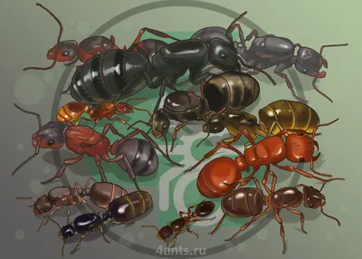 Муравьи на ходулях, муравьи-тяжеловесы, воинственные муравьи, муравьи-рабовладельцы  — в подборке интересных фактов о муравьях, 9 картинок 110686 1.