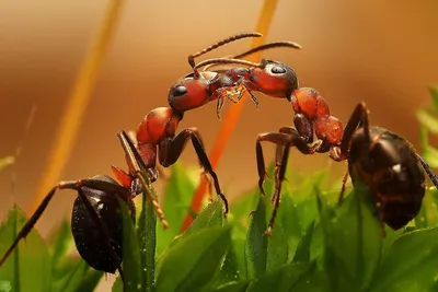 один муравей ест другого муравья, гигантский муравей солдат и рабочий  муравей, Hd фотография фото фон картинки и Фото для бесплатной загрузки