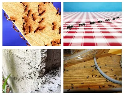 Дом без муравьёв: информационные статьи от компании «Август»