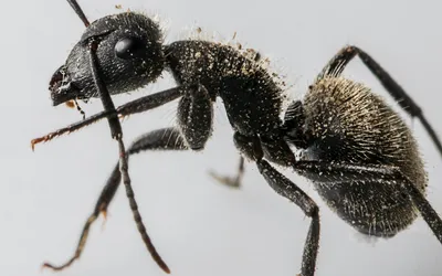 Как и откуда появляются муравьи