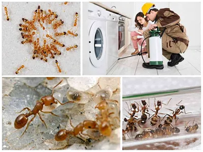 Уничтожение летающих муравьев в частном доме: как избавиться от летающих  муравьев в частном доме | klophlop.ru