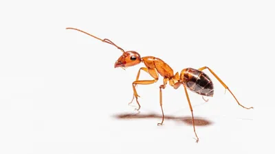 Причины появления муравьев в доме