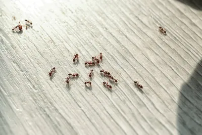 Как избавиться от муравьев в доме навсегда: эффективные средства и народные  способы