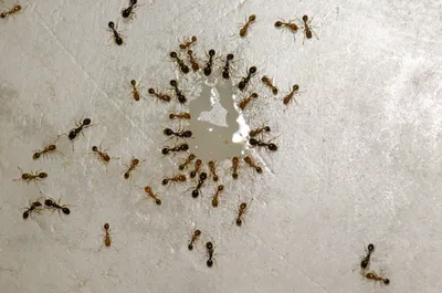 Домашние муравьи выживают павлодарцев из собственных квартир /  Павлодар-онлайн / Павлодар / Новости / Павлодарский городской портал