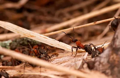 Как избавиться от рыжих муравьев: лучшие способы