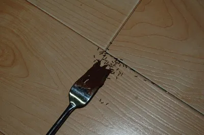 Уничтожение муравьев в квартире с гарантией – служба «Дез Сервис 24»