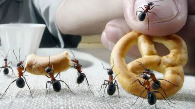 Откуда появляются муравьи в доме, на кухне или в сан узле