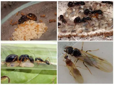 Как избавиться от муравьев в ванной комнате